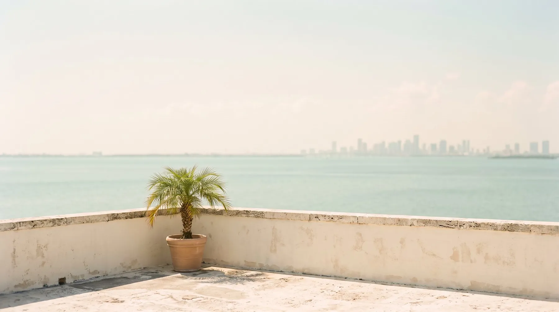 Rooftop terrace with a potted palm looking over the Austin treetops